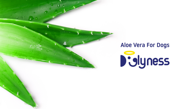 Aloe Vera for Dogs - Unlock the Healing Powers of Aloe Vera