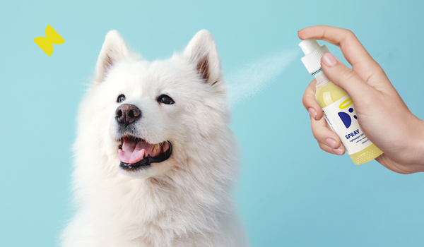 The Benefits of Using a Conditioning Spray for Dogs