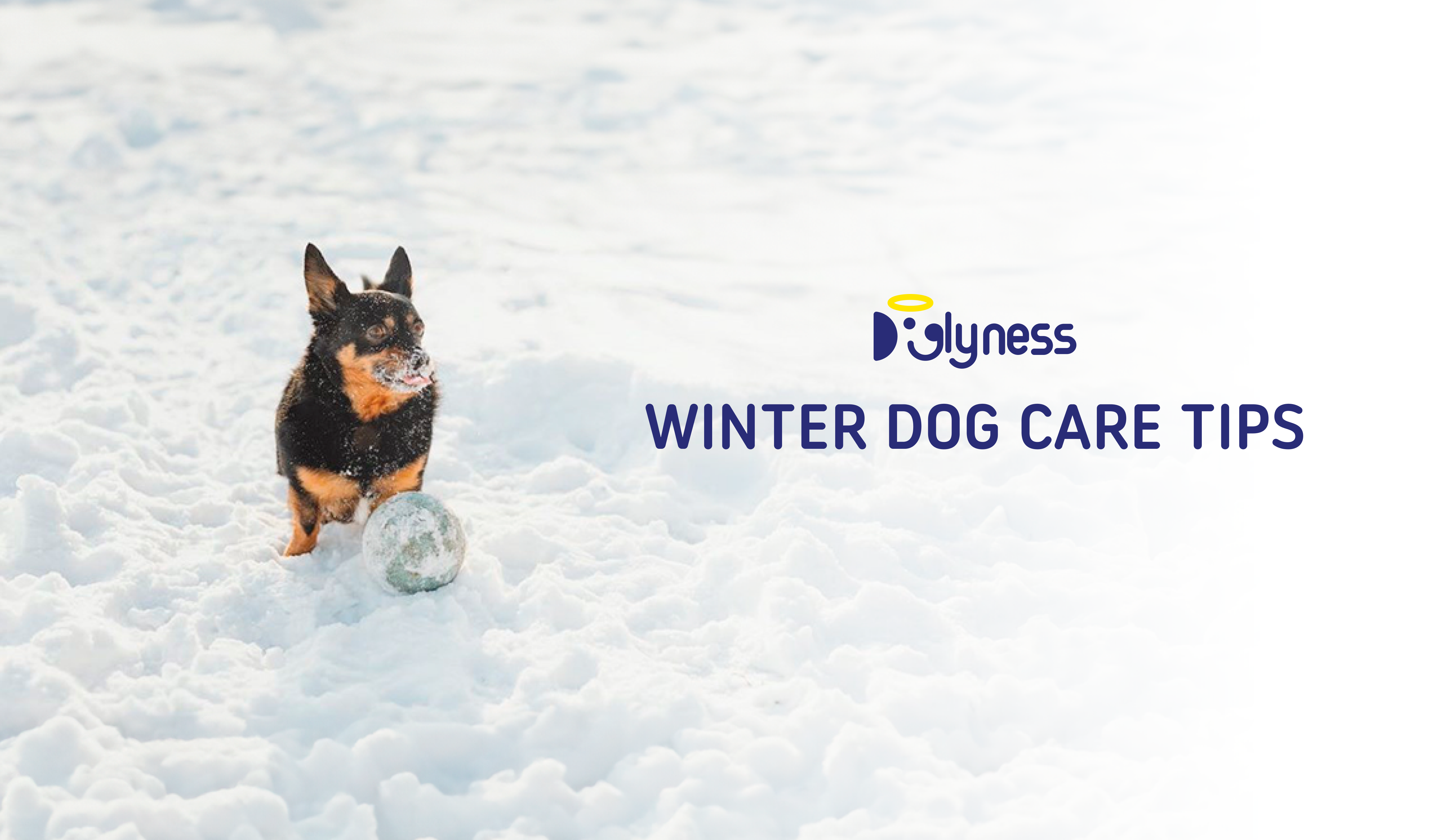 Winter Dog Care Tips Doglyway winter-dog-care-tips-doglyway