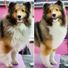 IMMORTELLE REJUVENATING DOG SHAMPOO | Revitalize and Strengthen Your Dog's Coat | Doglyness
