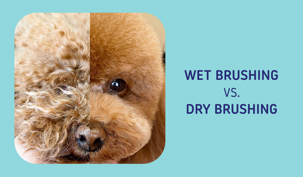 wet brushing dogs