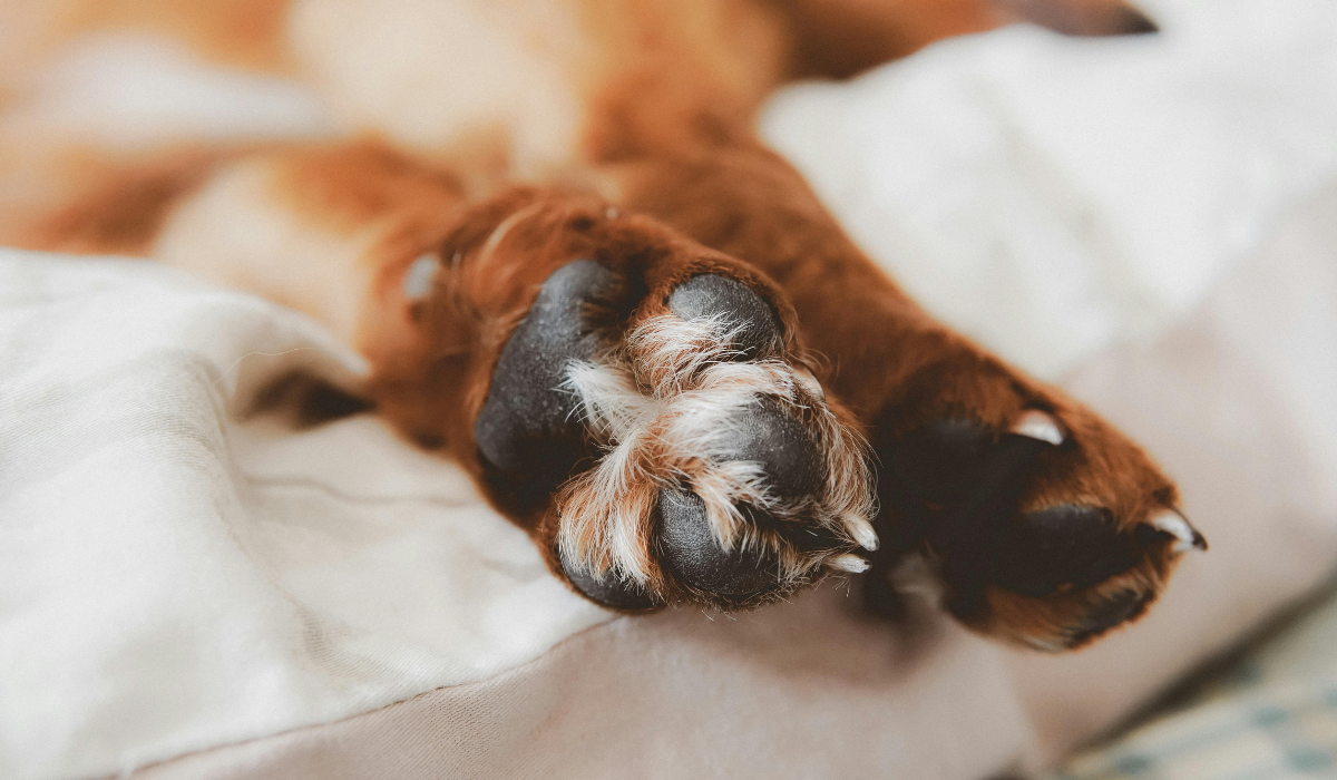 Paws For Understanding Understanding Dog Paw Anatomy and Care – Doglyway