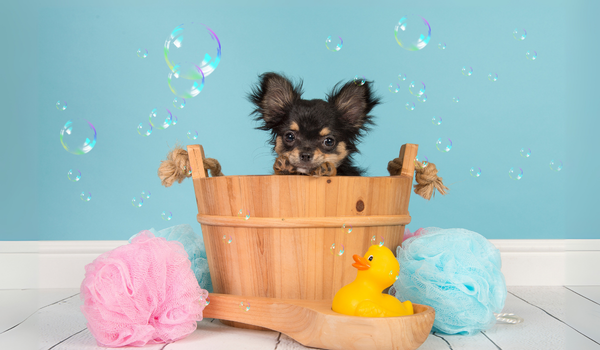 How Often Should You Bathe Your Dog?