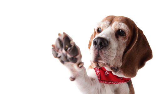 How to Care for Cracked and Dry Dog Paws