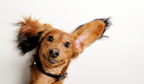 How to Clean Your Dog’s Ears Safely: Groomer-Approved Tips for Pet Parents