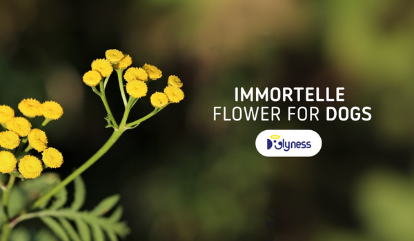 Immortelle Flower for Dogs: Helichrysum for Your Dog's Well-Being