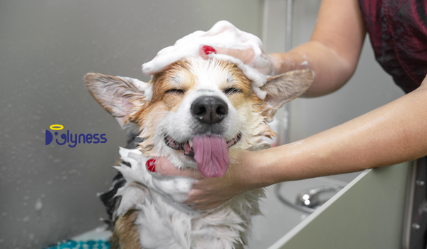 How Synthetic Ingredients Negatively Impact Dog Groomers’ Hands