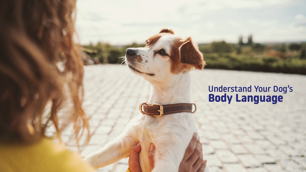 Photo of a person holding a small dog who is making eye contact, with text overlay that reads “Understand Your Dog’s Body Language.”