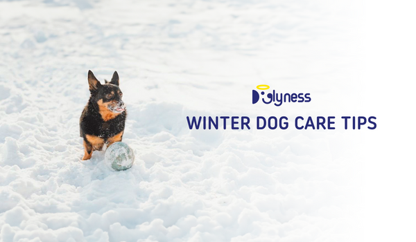 Winter Dog Care Tips
