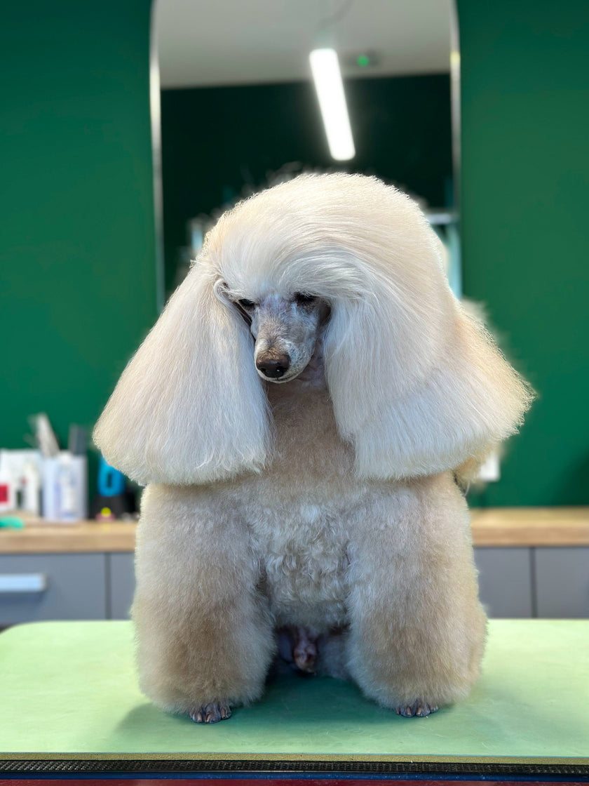 RANCLIC【Poodle cocoon coat 】アイボリー REPAIR COMPLEX COAT MASK | Root-to-Tip Coat Therapy | Doglyness