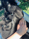 Black coat after using doglyness immortelle pet conditioner