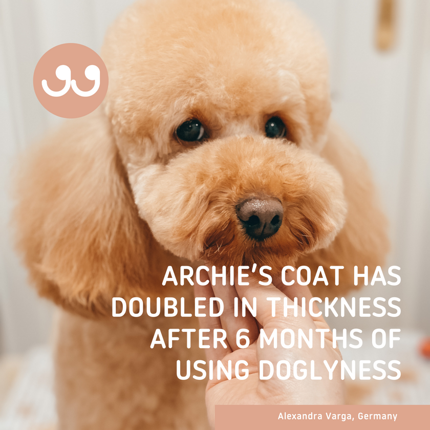 SPRAY ALL DAY Lightweight Dog Conditioning Spray